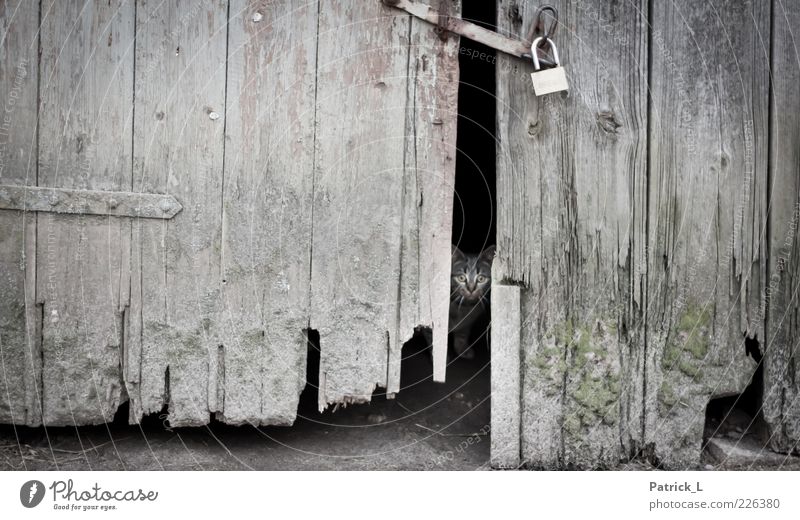 behind closed doors Animal Cat Baby animal Discover Wait Old Protection Fear Barn Wood Lock Door Curiosity Focus on Colour photo Exterior shot