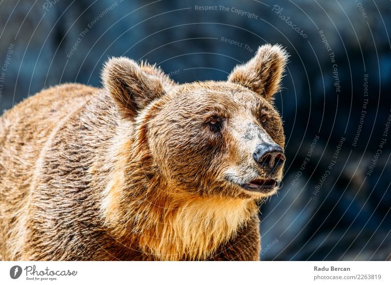 Brown Bear (Ursus Arctos) Portrait Face Summer Environment Nature Animal Forest Pelt Wild animal Animal face 1 Observe Stand Aggression Athletic Large Beautiful