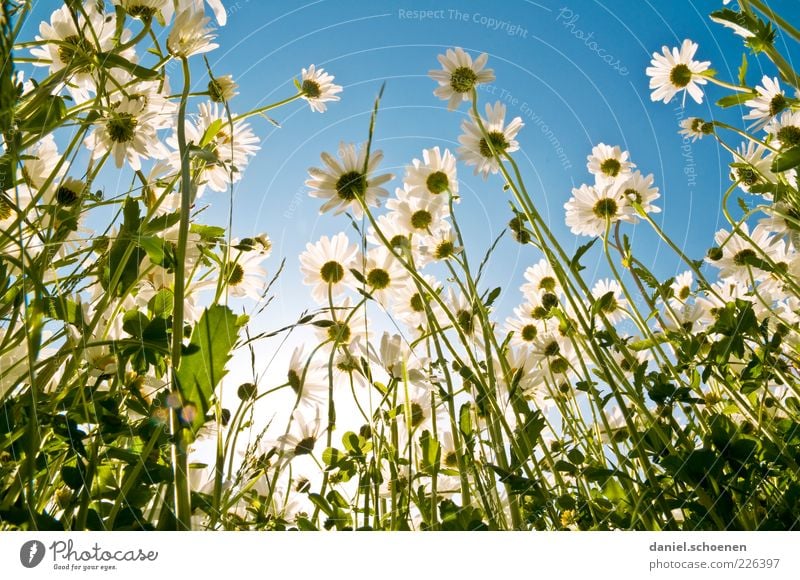 the other day in the flower meadow Summer Environment Nature Plant Sky Cloudless sky Spring Weather Beautiful weather Flower Grass Blossom Meadow Blue Green