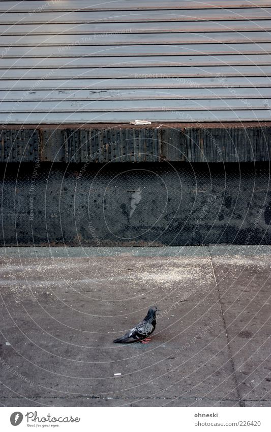 street bird Animal Facade Venetian blinds Bird Pigeon 1 Stone Concrete Gray Loneliness Calm Town Subdued colour Copy Space top Copy Space middle Animal portrait