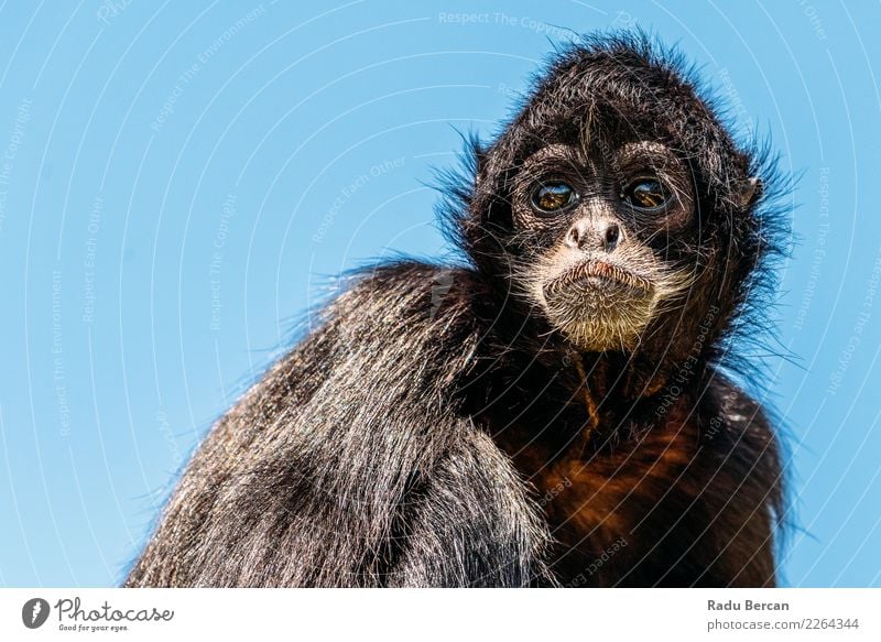 Black-Headed Spider Monkey (Ateles Fusciceps) Nature Animal Summer Wild animal Animal face 1 Observe Sit Wait Friendliness Funny Natural Cute Blue Colour