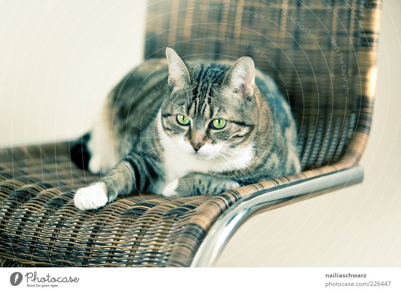 cat chair Animal Pet Cat Animal face 1 Chair Rattan chair Metal Lie Looking Esthetic Brown Silver White Colour photo Subdued colour Interior shot Deserted