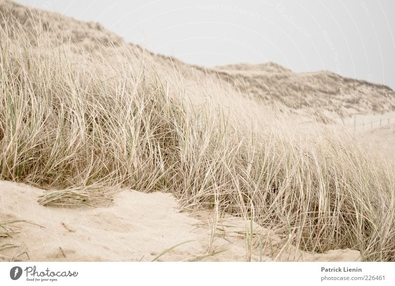 Time for yourself Environment Nature Landscape Plant Earth Sand Air Weather Wind Coast Beach Ocean Soft Moody Amrum marram grass Dune Beach dune Hill Smooth