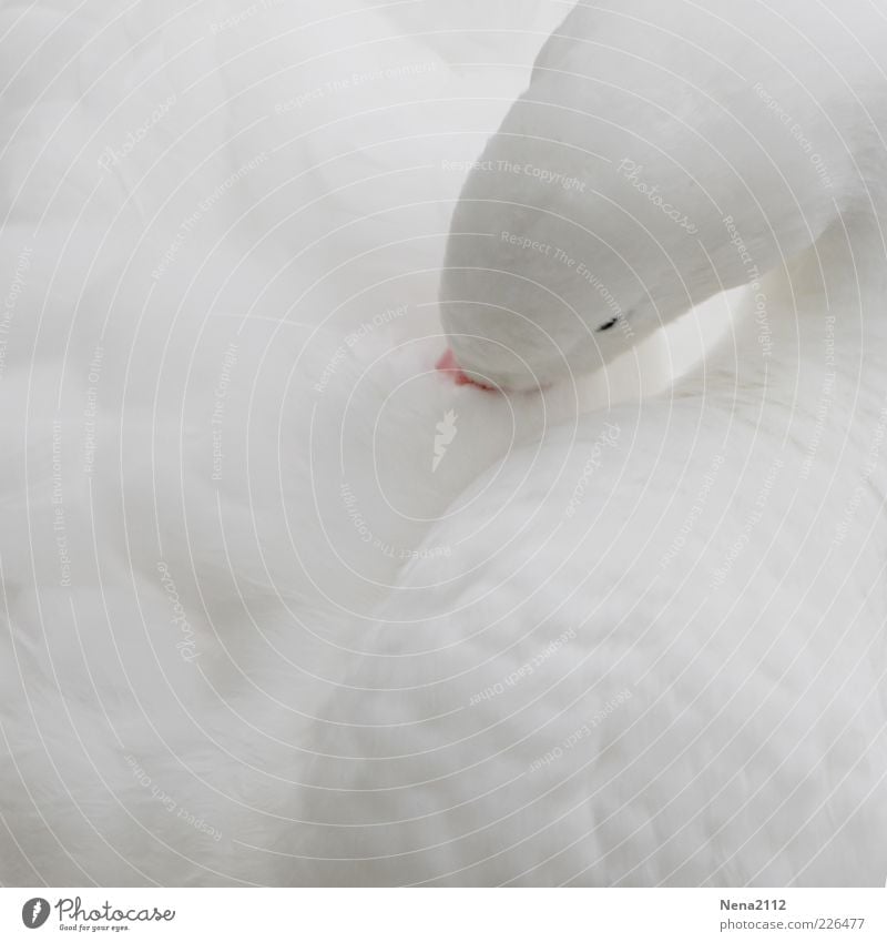 White & Soft Animal Farm animal Wild animal Bird Swan Animal face Wing 1 Elegant Cute Clean Cleaning Feather Eyes Downy feather Goose Exterior shot Close-up