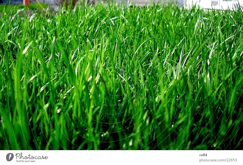 green side of life Grass Green Oxygen Photosynthesis Ant Insect Near Zoom effect Summer Spring Flat (apartment) Beautiful Maturing time Growth Damp Dry Nature