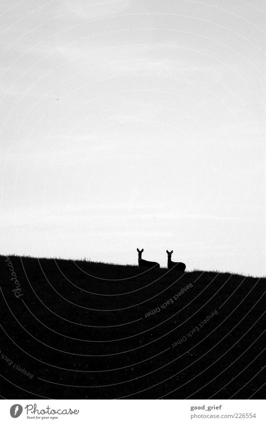 everything's nicer in twos. Environment Nature Sky Clouds Beautiful weather Meadow Hill Animal Wild animal Roe deer Fawn Looking Stand Black & white photo