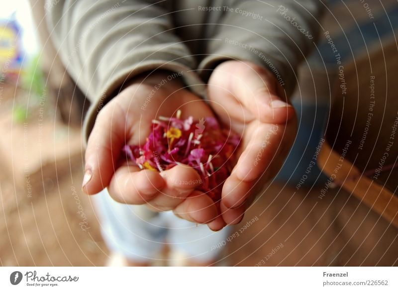 Take it! Human being Toddler Infancy Hand 1 1 - 3 years Plant Exterior shot Morning Blur Bird's-eye view Indicate Retentive Blossom leave Collection