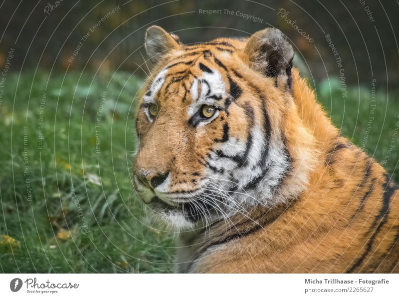 Siberian Tiger Environment Nature Animal Sun Sunlight Plant Grass Meadow Forest Wild animal Animal face Pelt Sibirian tiger Amur tiger Eyes Face 1 Observe