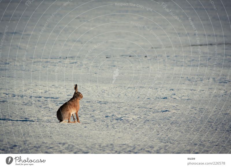 coward Environment Nature Animal Elements Winter Snow Field Wild animal 1 Wait Authentic Small Curiosity Cute Loneliness Hare & Rabbit & Bunny Individual