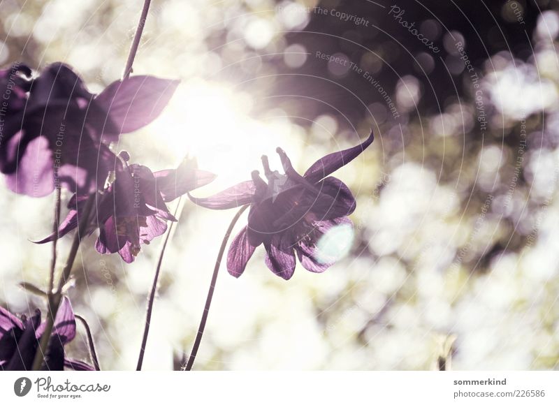 Here comes the sun Nature Spring Summer Beautiful weather Plant Flower Blossom Wild plant Illuminate Bright Violet White Harmonious Blur Blossom leave