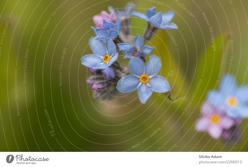 Blue flowers of the forget-me-not (Myosotis) Harmonious Well-being Contentment Relaxation Calm Meditation Valentine's Day Mother's Day Funeral service Nature