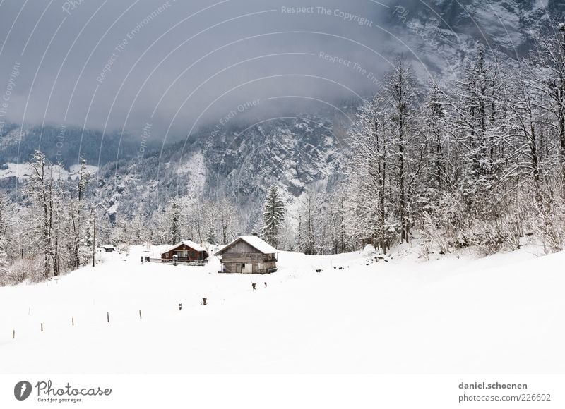 finally snow again! Winter Snow Environment Nature Climate Bad weather Ice Frost Alps House (Residential Structure) Hut Calm Subdued colour Copy Space top