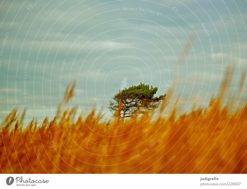 western beach Environment Nature Landscape Plant Sky Clouds Climate Wind Tree Grass Coast Baltic Sea Darss Western Beach Natural Warmth Wild Moody Idyll
