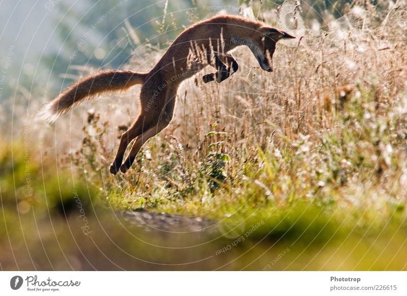 Jumping in the morning Wild animal Pelt 1 Animal Fox Deerstalking Red fox Arch Ear Sense of hearing Catch Hunt for prey Conquer Colour photo Multicoloured