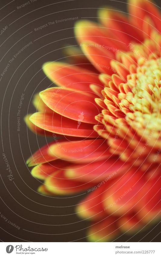 50 percent Plant Spring Flower Blossom Gerbera composite Blossoming Brown Yellow Red Partially visible Blossom leave Orange Copy Space left Copy Space bottom
