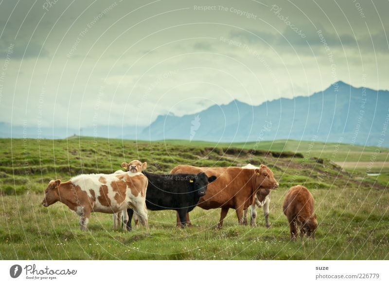 cowboys Organic produce Nature Animal Meadow Farm animal Cow Group of animals Natural Love of animals Iceland Country life Organic farming Biological