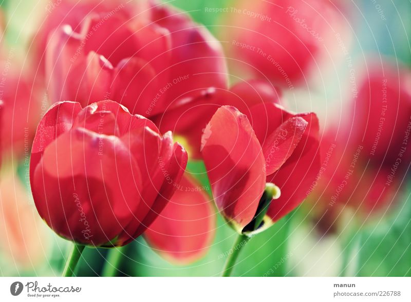 red sea Nature Spring Flower Tulip Blossom Spring colours Spring flower Spring flowerbed Spring flowering plant Calyx Tulip blossom Blossoming Fragrance