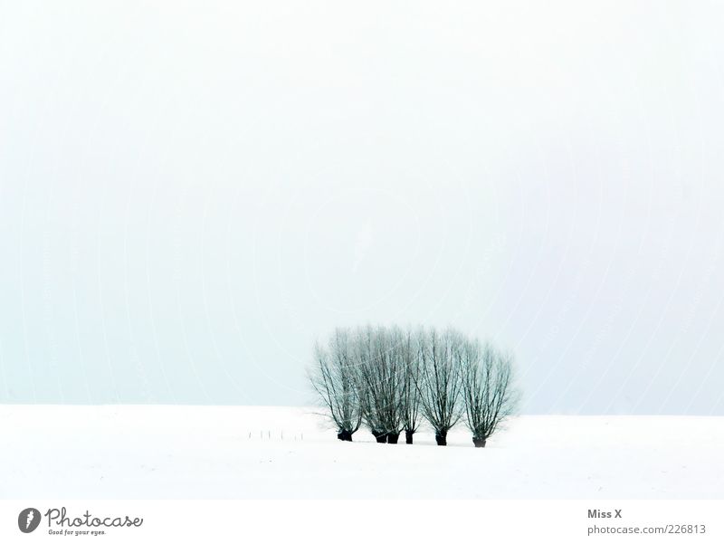 pastures Nature Landscape Winter Tree Field Cold White Willow tree Sky Colour photo Subdued colour Exterior shot Deserted Copy Space top Copy Space bottom Light