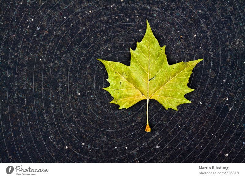 cover page Concrete Sharp-edged Simple Yellow Gray Green Black Design Nature Leaf Rachis Autumn Early fall Deserted Lie Asphalt Colour photo Exterior shot