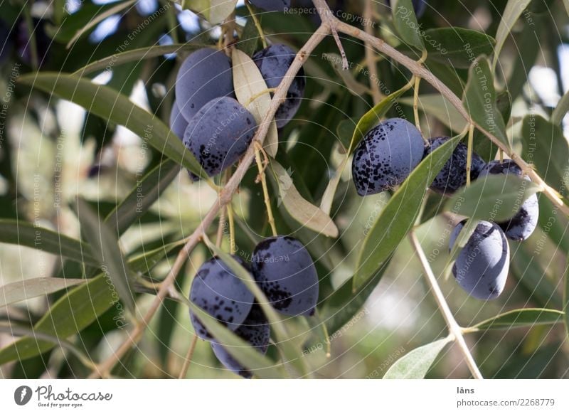 olives Food Olive Olive tree Olive leaf Nutrition Autumn Beautiful weather Plant Tree Fresh Green Violet To enjoy Quality Growth Mature Colour photo