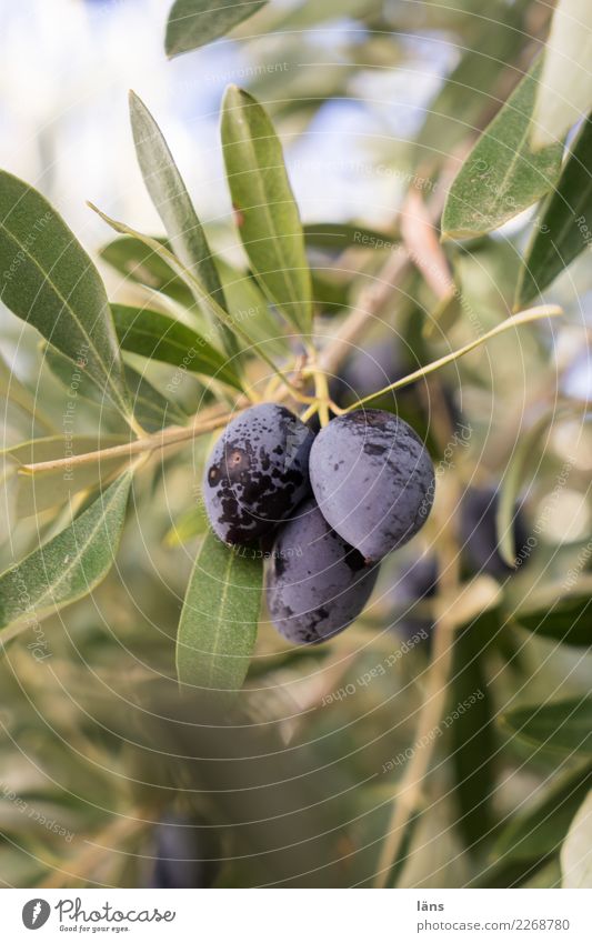 Grow and thrive fully ripe. Olive tree Growth Simple Quality Change Mature Maturing time Exterior shot Shallow depth of field