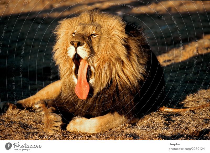 Lion Male Portrait Nature Animal Wild animal Cat 1 Lie Sit Esthetic Exceptional Fantastic Muscular Brown Gold Red Black Contentment Power Yawn Relaxation Sunset