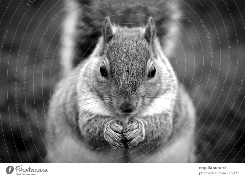 Omnomnoma Animal Wild animal Rodent Squirrel 1 To feed Feeding Fat Black & white photo Exterior shot Shallow depth of field Animal portrait Front view