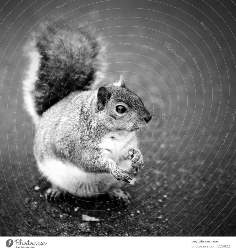 Moar cracker...? Animal Wild animal Rodent Squirrel 1 To feed Feeding Wait Fat Beg Overweight Black & white photo Exterior shot Copy Space right