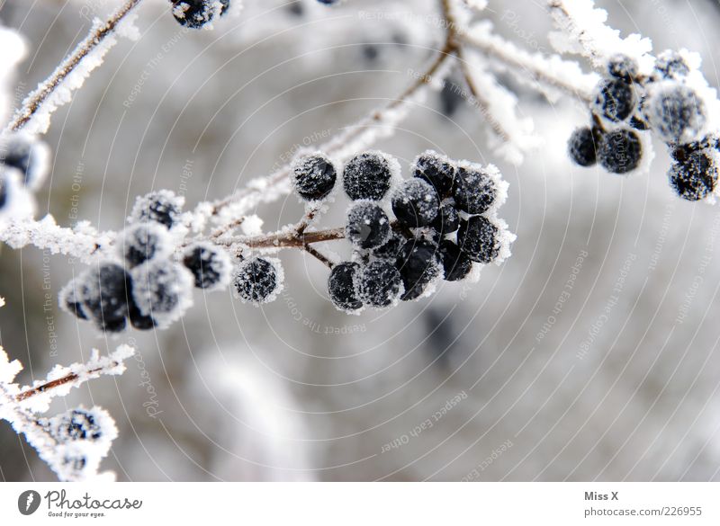 Frosty privet Winter Plant Bushes Cold Privet Berries Berry bushes Hoar frost Ice Colour photo Exterior shot Close-up Deserted Shallow depth of field Black