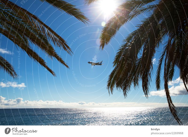 Airplane approaching a tropical island . Sea , sun , palm trees and blue sky Exotic Passenger plane Vacation & Travel Tourism Far-off places Summer vacation Sun