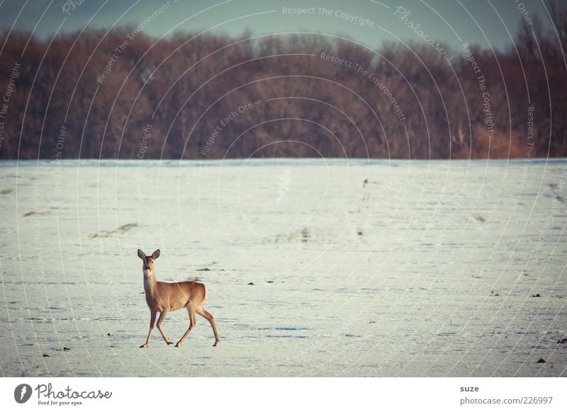 reh Winter Snow Environment Nature Landscape Sky Horizon Forest Animal Wild animal 1 Walking Authentic Roe deer Observe Curiosity Snow layer Field