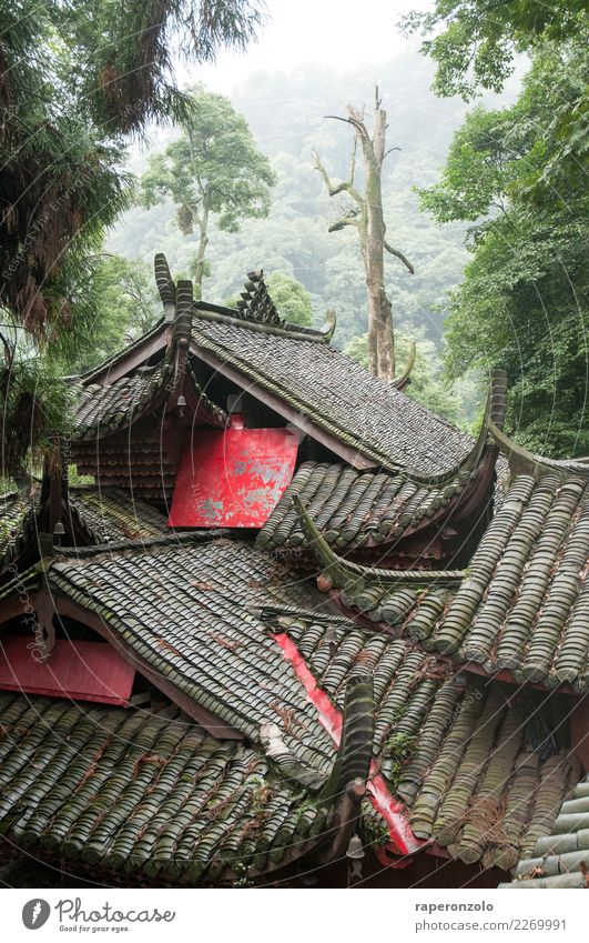 Sichuan Calm Meditation Vacation & Travel Tourism Hiking Sky Forest Roof Exotic Far-off places Gray Green China Asia Jinxed Tree Cuddling Together Hide Red