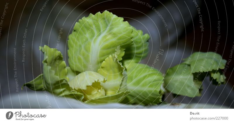 Cabbage for 200.000 Food Vegetable Nutrition Lunch Dinner Picnic Diet Senses Leaf Green Bright green Rachis Delicious Colour photo Subdued colour Interior shot
