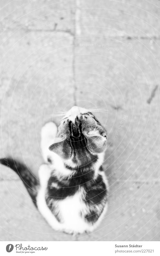 baby Animal Pet Cat 1 Baby animal Observe Wait Listening Kitten Stone path Tails Beautiful Small Cute Looking Black & white photo Close-up Detail Pattern
