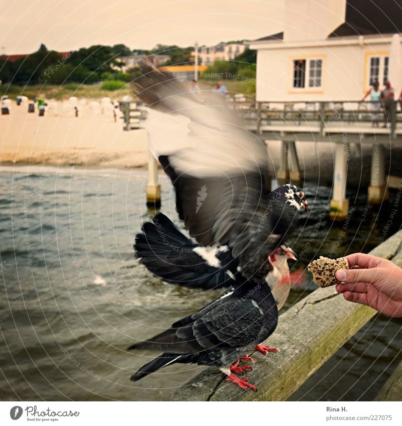 jealousy about food Nature Summer Beach Baltic Sea Usedom Pigeon 3 Animal Relaxation Flying To feed Feeding Aggression Love of animals Appetite Envy