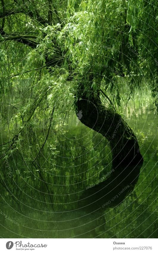 S Tree Water Lake Pond Tree trunk Branch Treetop Leaf Reflection Surface of water Green Portrait format Weeping willow Plant Copy Space bottom Water reflection
