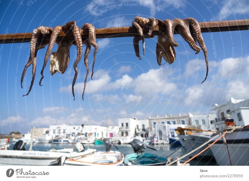 air drying Seafood Nutrition Sky Clouds Beautiful weather Coast Town Port City Harbour Building Fishing boat Wild animal Squid Octopods 2 Animal Simple