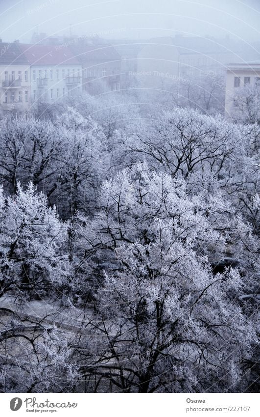 ice fog Fog Weather Cold Hoar frost Ice Snow White Tree Branch Treetop Town Friedrichshain Skyline Building House (Residential Structure) Winter Blue Gray Dark