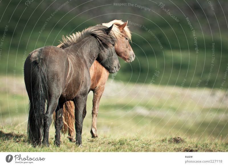 Double Hottchen Animal Meadow Farm animal Horse 2 Pair of animals Friendliness Natural Brown Love of animals Iceland Pony Looking Romance Grassland