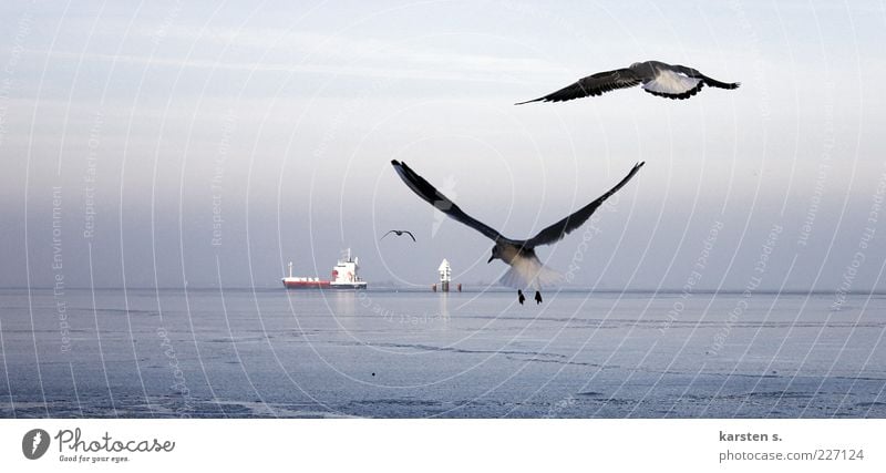 just get the hell out of here. Water Winter Coast Baltic Sea Navigation Container ship Bird Wing 3 Animal Pair of animals Flying Free Blue Gray Flexible Cold