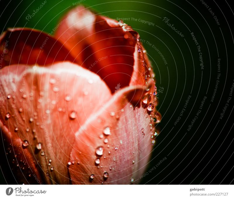 dew drops on tulip leaf Nature Drops of water Spring Plant Flower Tulip Blossom Esthetic Fragrance Kitsch Green Red Spring fever Romance Dew Multicoloured