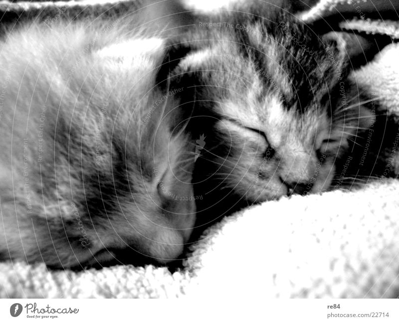 cat brothers! Cat Gray White Black Animal Pet Retro Sweet Sleep Yawn Boredom Dream Playing Pelt Contrast Fatigue Ear Eyes Hair and hairstyles