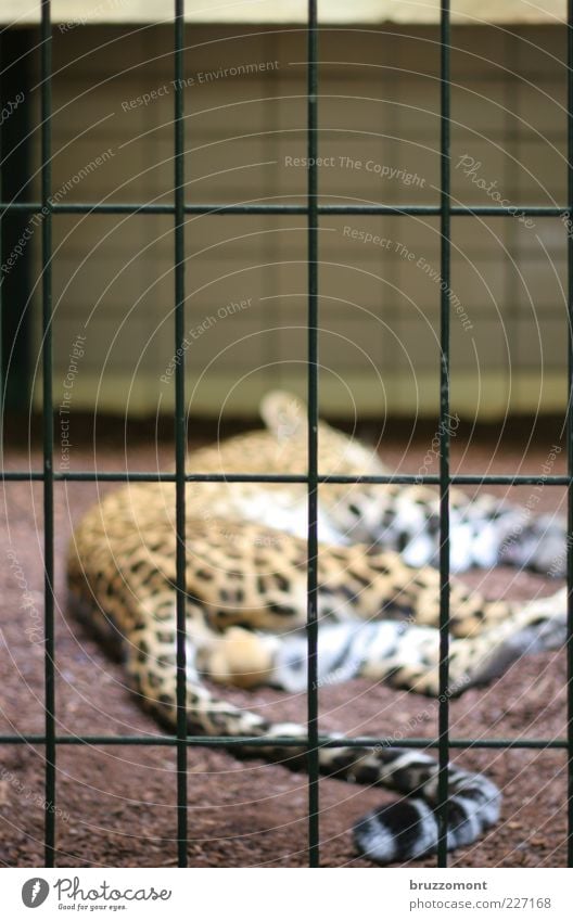 paradise lost Animal Enclosure Fence Wild animal Cat Pelt Zoo Panther Leopard print 1 Sleep Sadness Emotions Fatigue Loneliness Calm Land-based carnivore