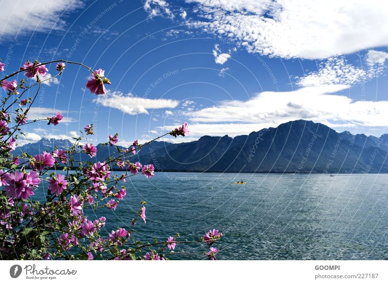 Lac Léman Summer Nature Water Sky Clouds Sun Beautiful weather Plant Blossom Hill Mountain Lake montreux Blue Pink Contentment Relaxation Colour photo Day