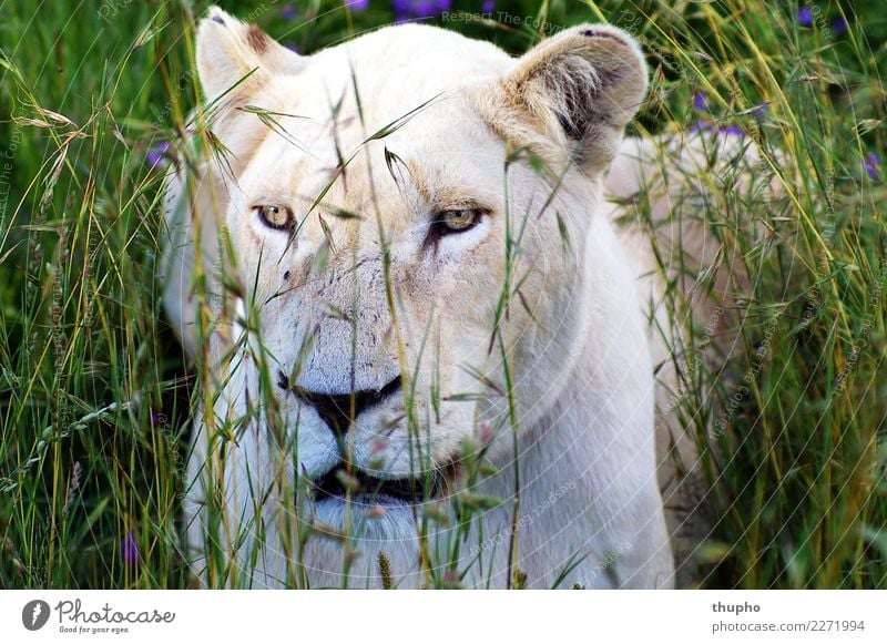 White lioness in high grass Animal Wild animal Cat Animal face Lion predator Africa Land-based carnivore Lion's head 1 Observe Lie Sit Wait Cool (slang) Elegant