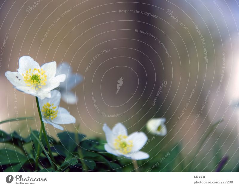 Bu-Wi-Rö for Fotoline Nature Plant Spring Flower Leaf Blossom Blossoming Fragrance Growth Wood anemone Spring flowering plant White Blossom leave Colour photo