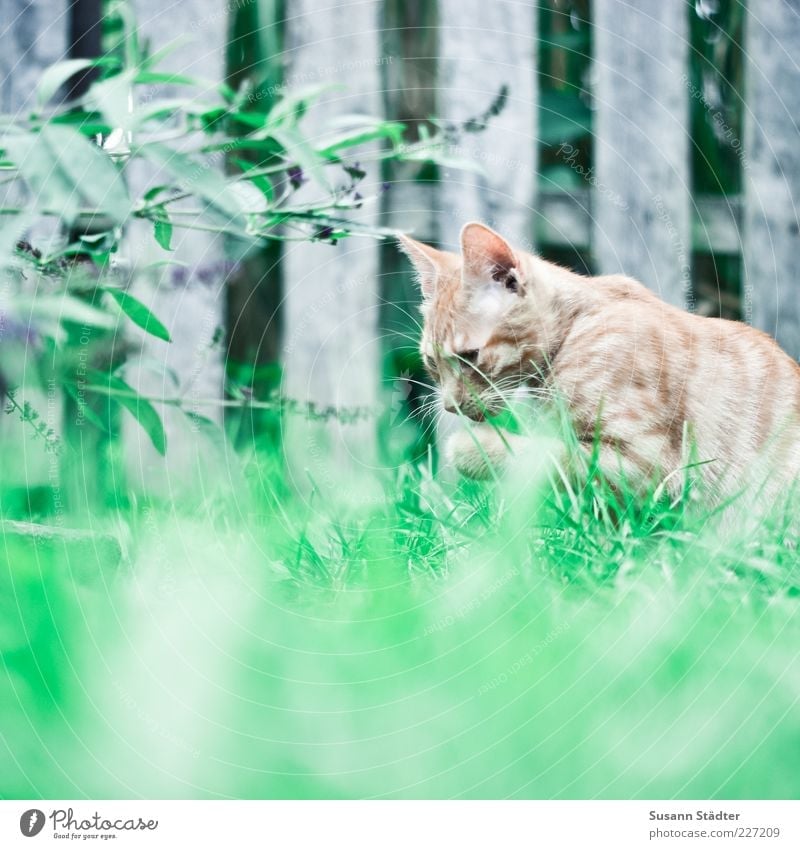 Treats for Fotoline Animal Pet 1 Touch Discover Relaxation Lick Cat Meadow Cleaning Kitten Red Fence Colour photo Exterior shot Blur Prowl Free-living Pelt