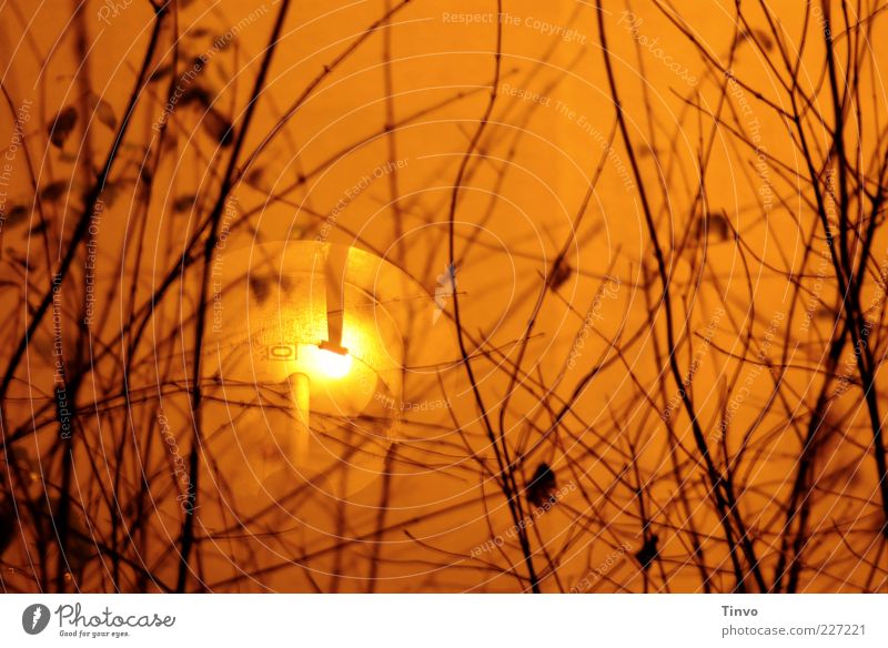 lightloh 2 Bushes Exterior lighting Street lighting Twigs and branches Orange Lighting Colour photo Exterior shot Experimental Deserted Night Contrast