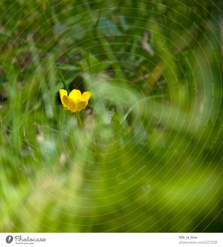 blossom_m_chen Grass Green Yellow Summer Fresh Juicy Spring Blur Blade of grass Blossoming Nature Crowfoot 1 Copy Space bottom Copy Space top Copy Space right