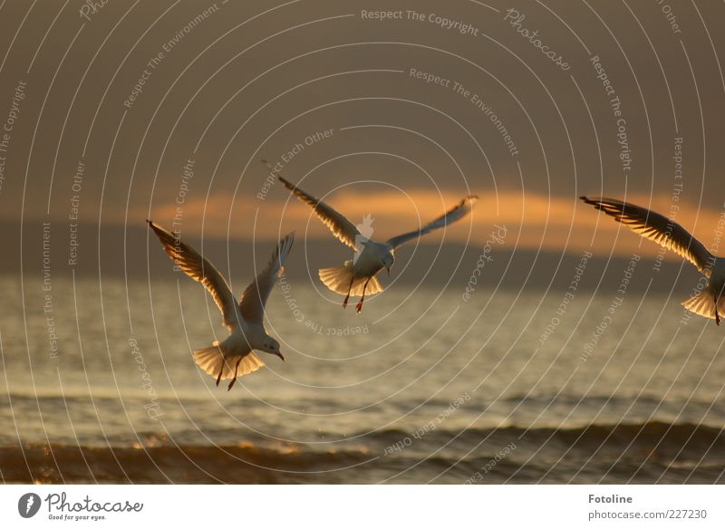 On to Spiekerook Environment Nature Animal Sky Clouds Summer Waves Baltic Sea Ocean Wild animal Bird Wing Dark Natural Brown Seagull Flying Colour photo